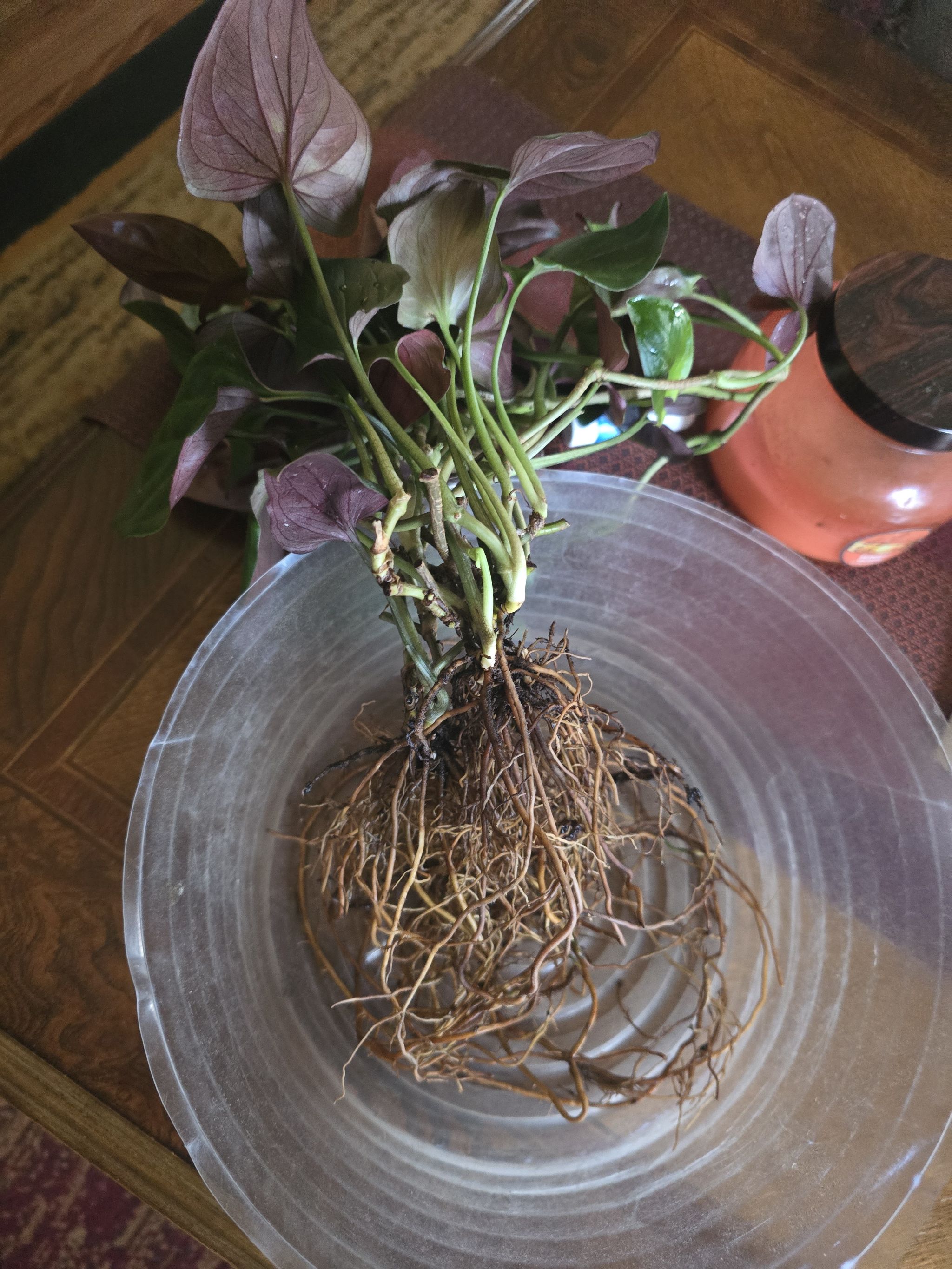 Photo from the post