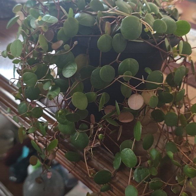 Photo of the plant species Peperomia 'Pepperspot' by @wolfqueen named Sonora on Greg, the plant care app