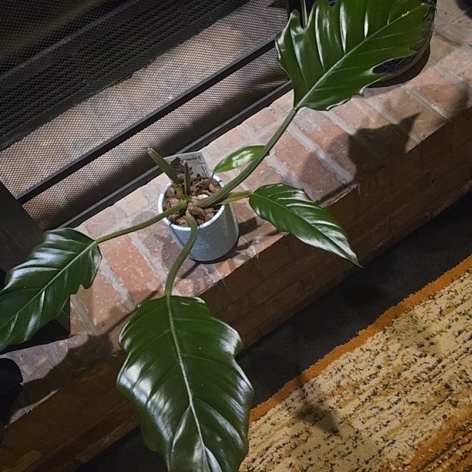 Photo of the plant species Philodendron Caramel Pluto by @wolfqueen named Tawney on Greg, the plant care app