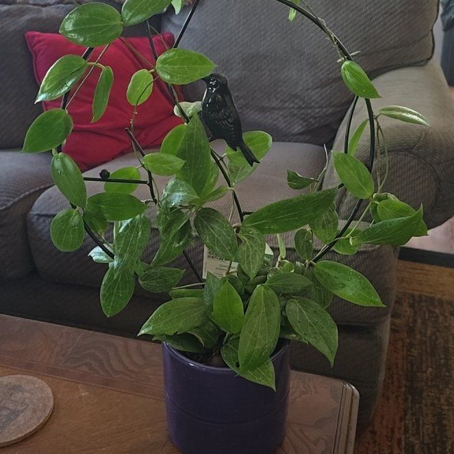 Photo of the plant species Hoya fitchii by @wolfqueen named Finch on Greg, the plant care app
