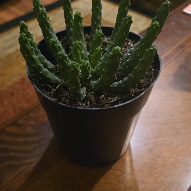 Photo of the plant species Euphorbia inermis by @wolfqueen named Medusa on Greg, the plant care app