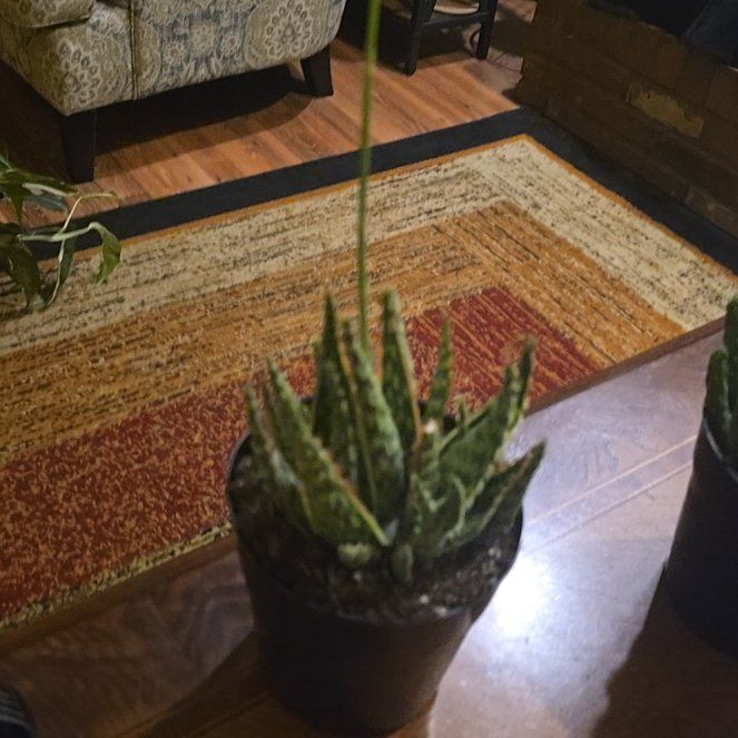 Photo of the plant species Aloe 'Krakatoa' by @wolfqueen named Ellia on Greg, the plant care app