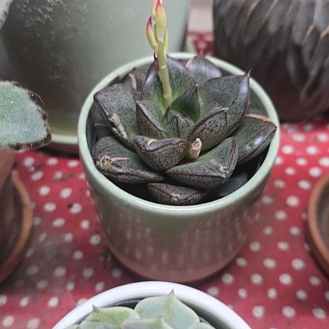 Photo of the plant species Echeveria purpusorum by @wolfqueen named Mizuchi on Greg, the plant care app