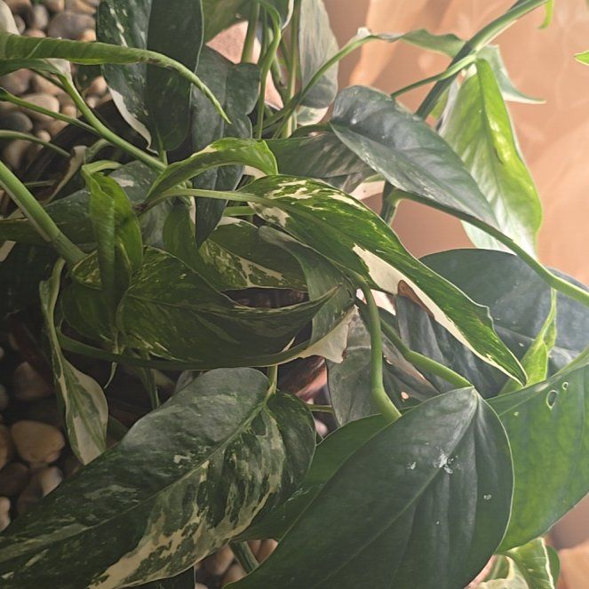 Photo of the plant species Albo Epipremnum Pinnatum by @wolfqueen named Cloud on Greg, the plant care app