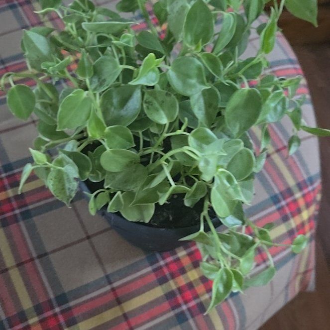 Photo of the plant species Calico Kitten by @wolfqueen named ChloroPhil on Greg, the plant care app