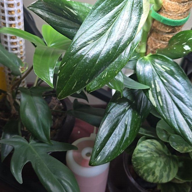 Photo of the plant species Cobra Monstera by @wolfqueen named Doja Cat on Greg, the plant care app