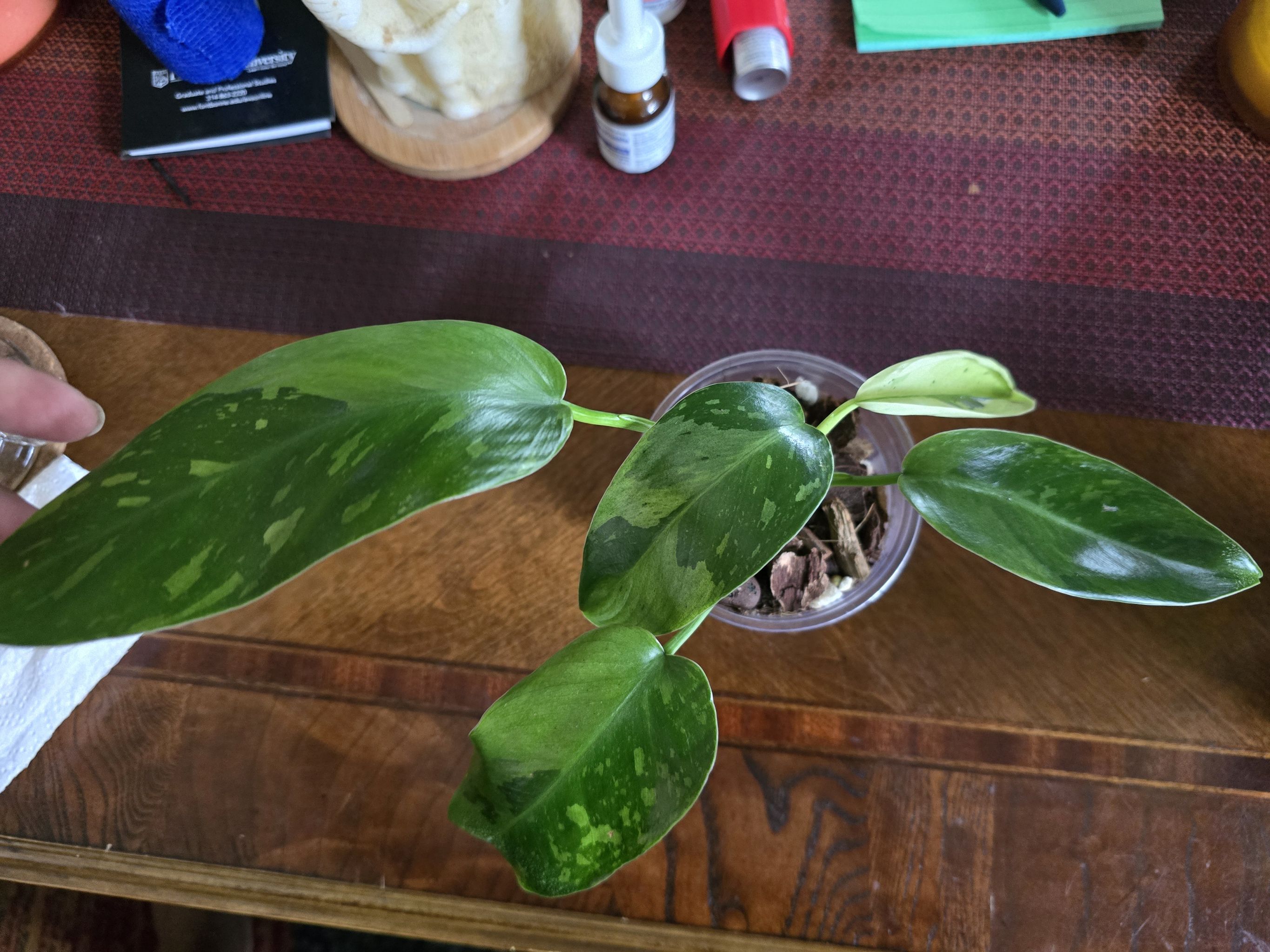 Photo from the post