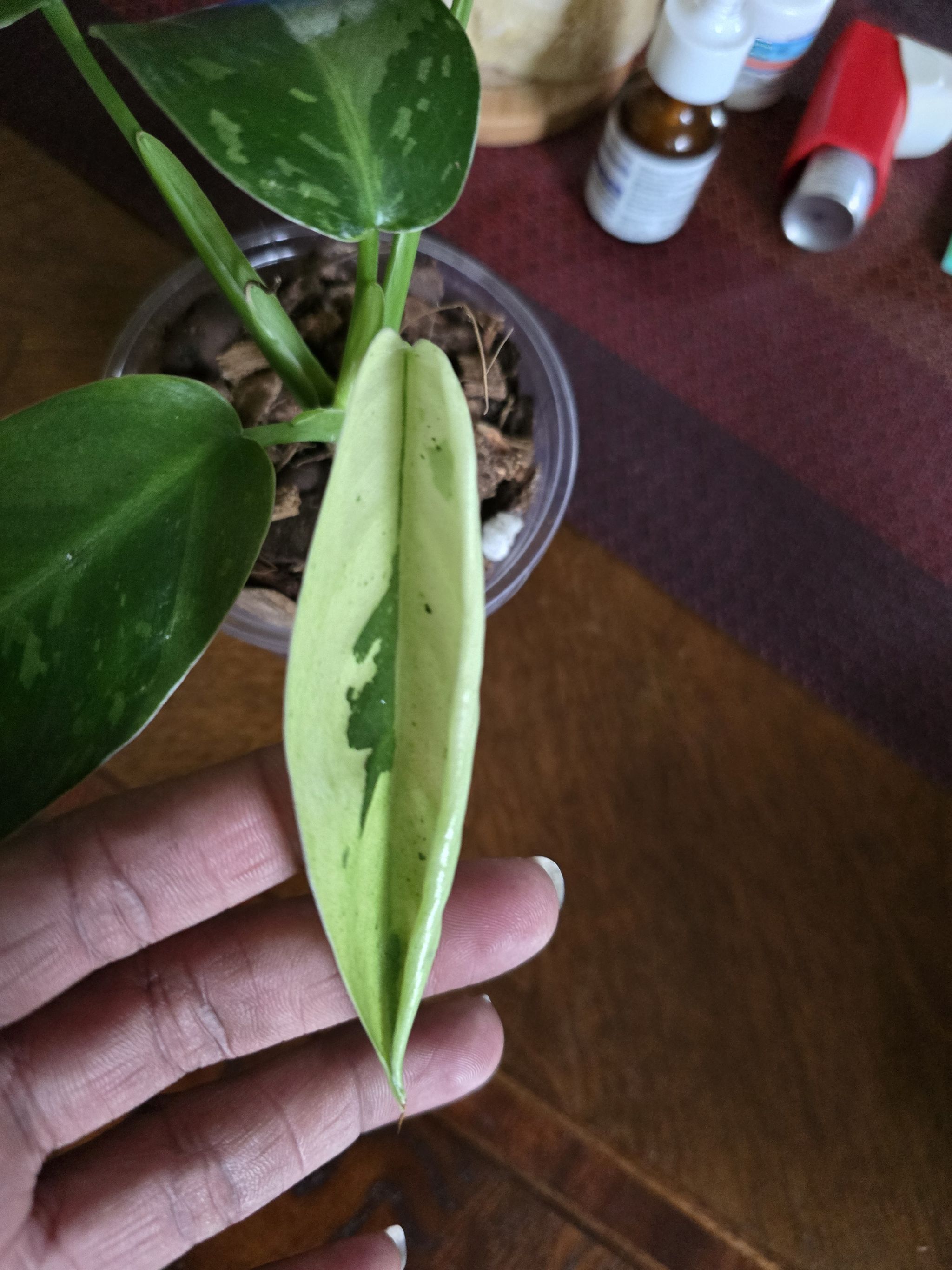 Photo from the post