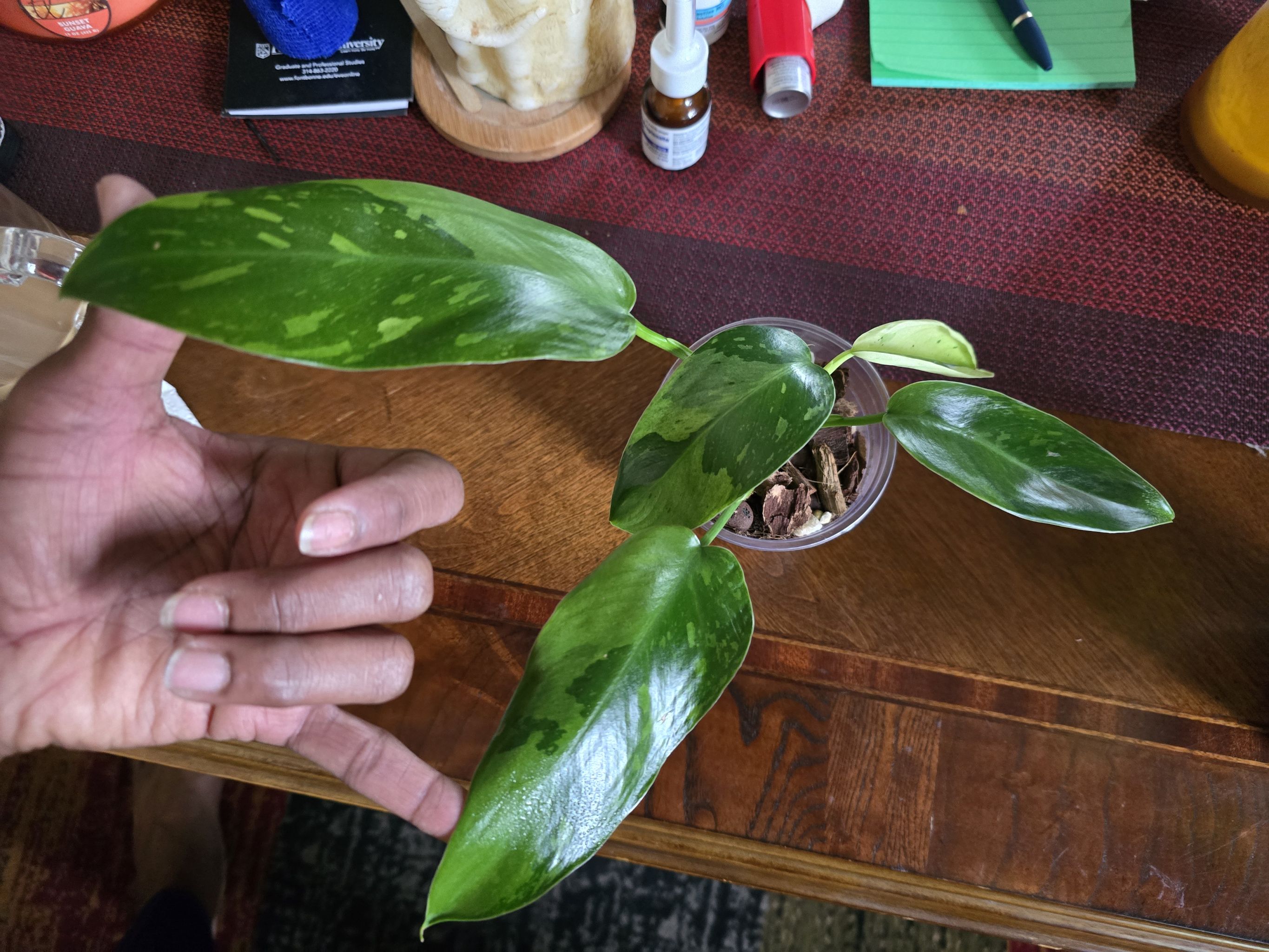 Photo from the post