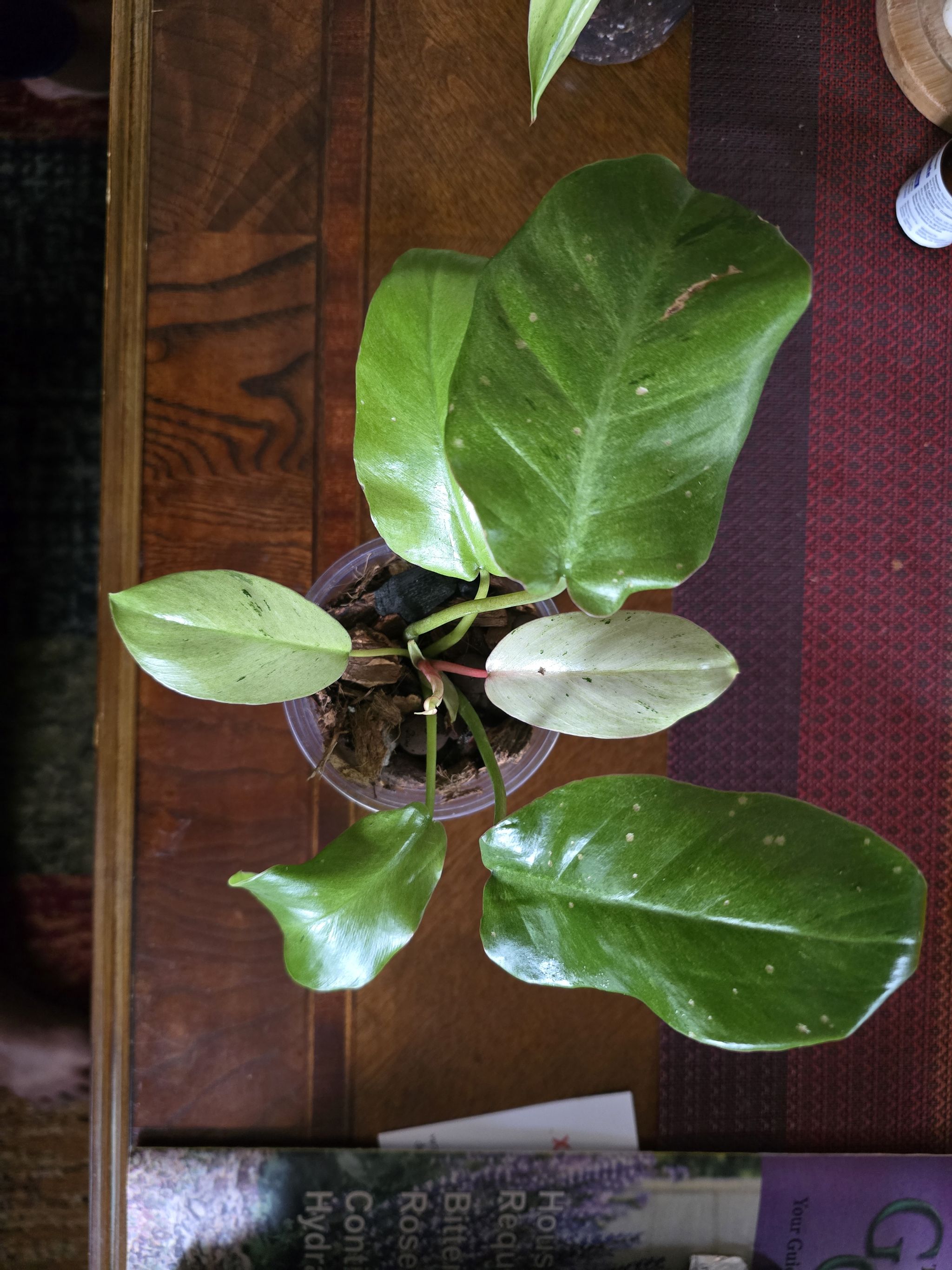 Photo from the post