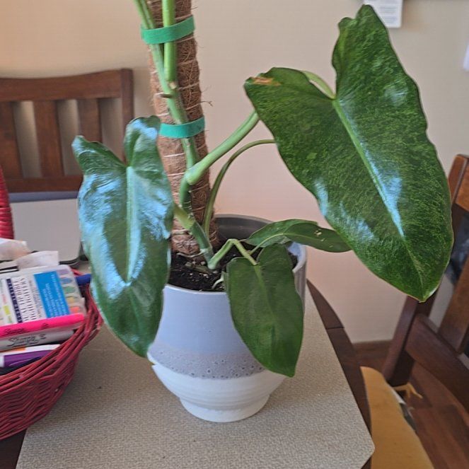 Photo of the plant species Paraiso Verde Philodendron by @wolfqueen named Imogen on Greg, the plant care app