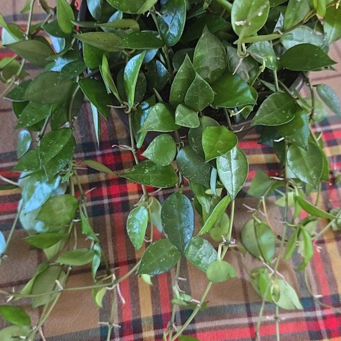 Photo of the plant species Hoya krohniana by @wolfqueen named Kaycee on Greg, the plant care app
