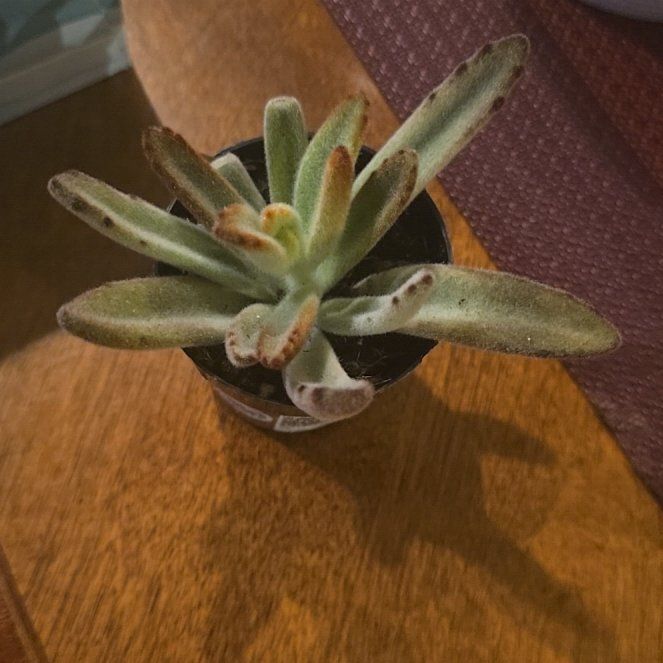 Photo of the plant species Kalanchoe by @wolfqueen named Coco on Greg, the plant care app