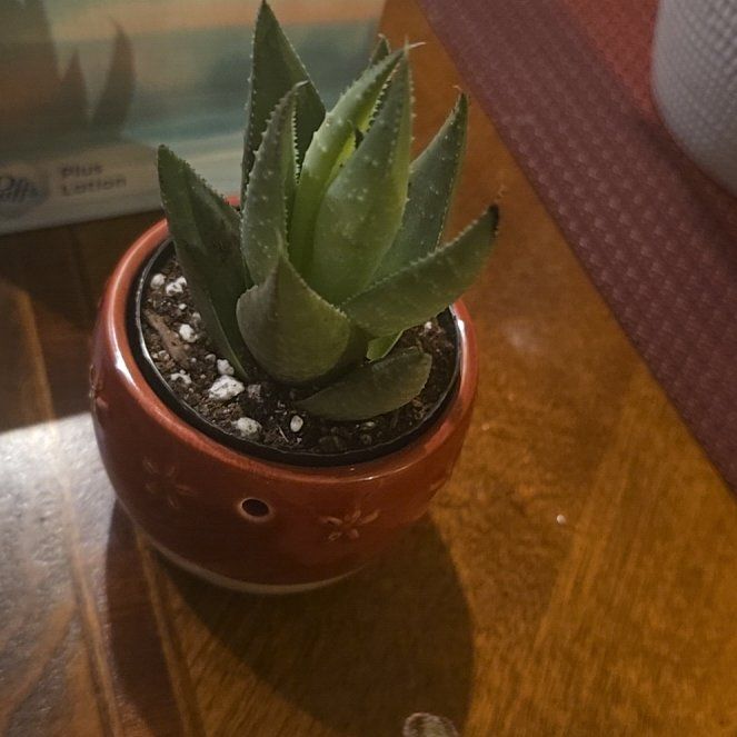 Photo of the plant species Haworthia savanna by @wolfqueen named Beignet on Greg, the plant care app