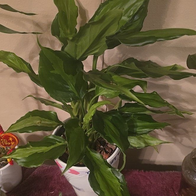 Photo of the plant species Aglaonema spathonema by @wolfqueen named Blaze on Greg, the plant care app