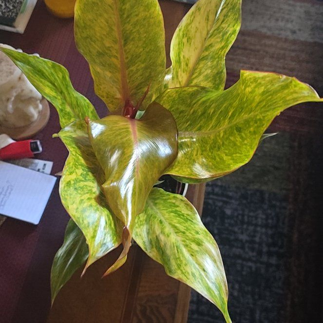 Photo of the plant species Orange Marmalade Philodendron by @wolfqueen named Nectarine on Greg, the plant care app