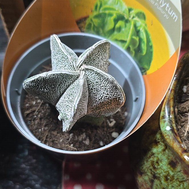 Photo of the plant species Astrophytum 'Fukuryu Album' by @wolfqueen named Star on Greg, the plant care app