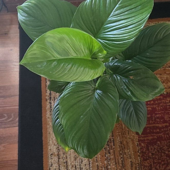 Photo of the plant species sunshine gem by @wolfqueen named Midori on Greg, the plant care app