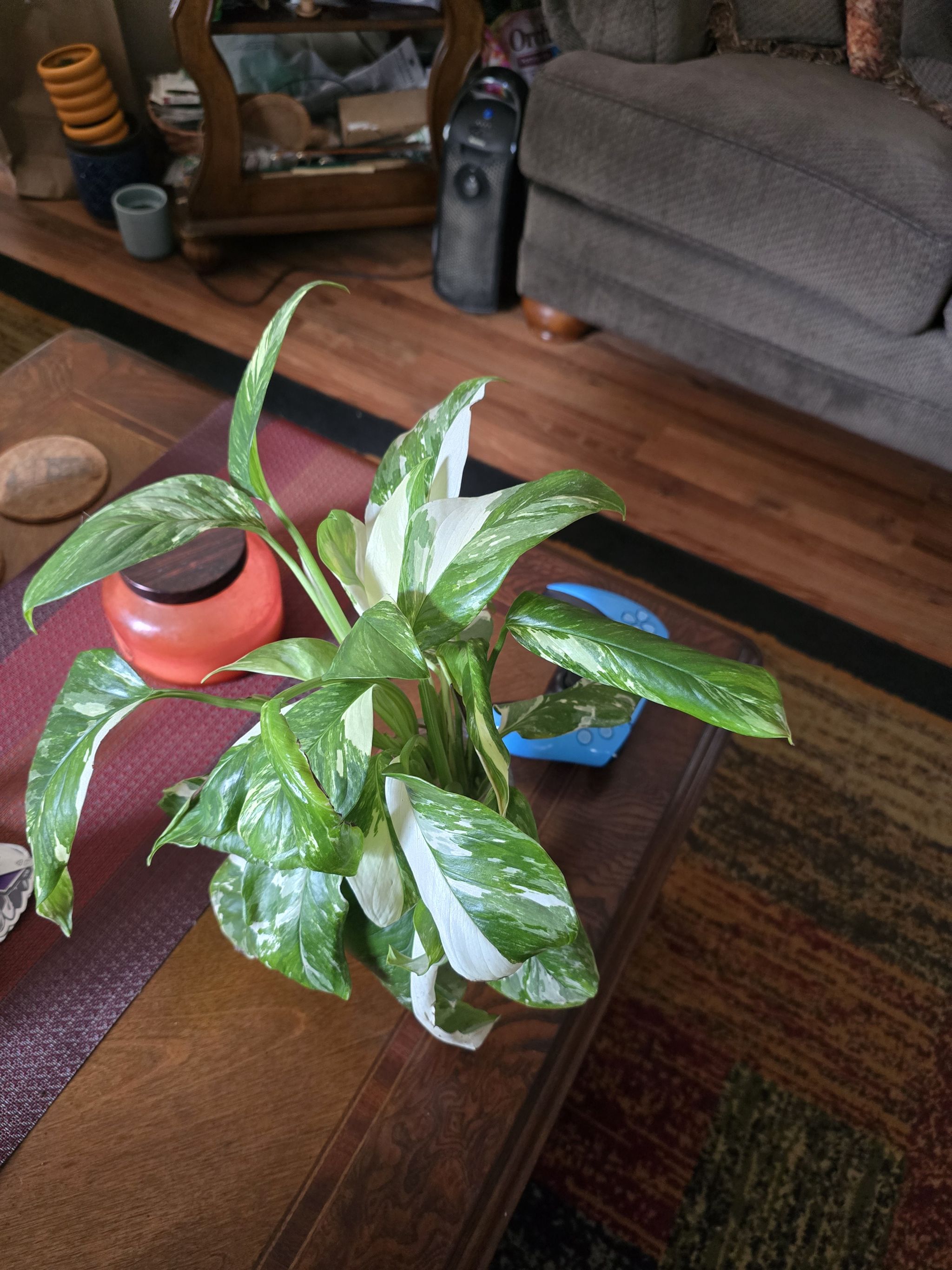 Photo from the post