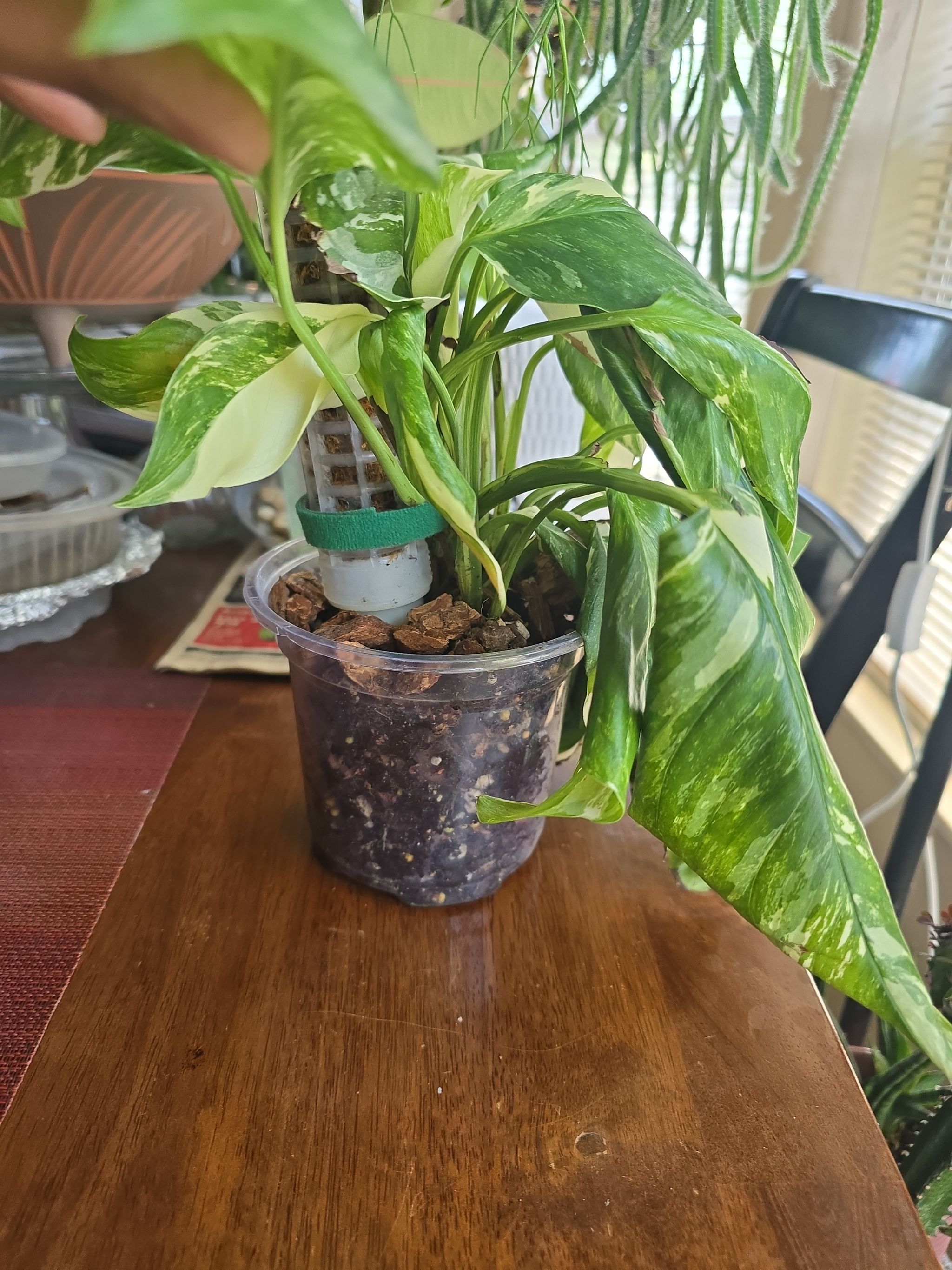 Photo from the post