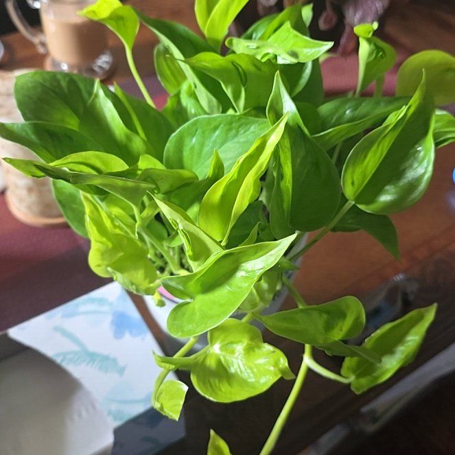 Photo of the plant species Champs Elysees pothos by @wolfqueen named Phoebe on Greg, the plant care app