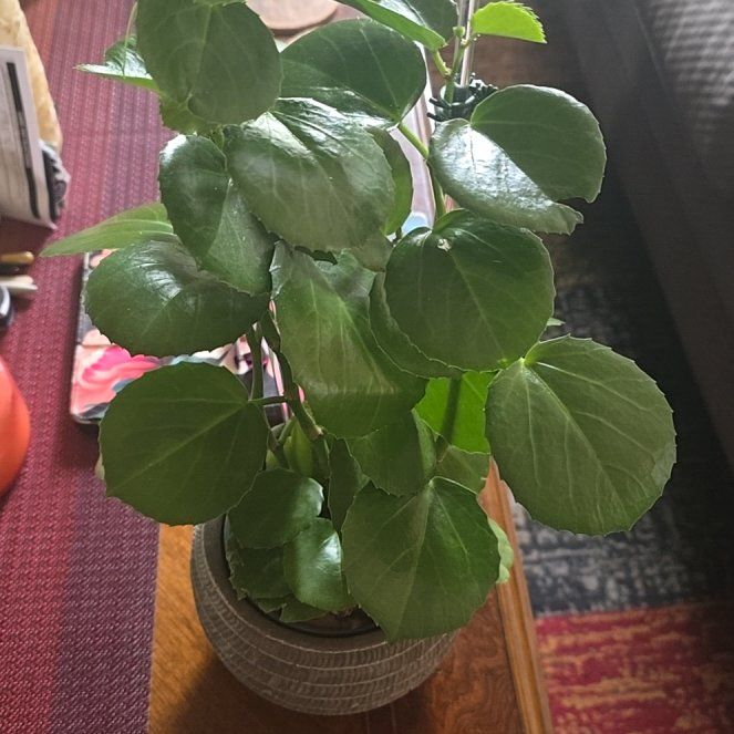 Photo of the plant species Arabian wax cissus by @wolfqueen named Dax on Greg, the plant care app