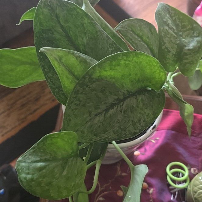 Photo of the plant species Salak Scindapsus by @wolfqueen named Silvia on Greg, the plant care app