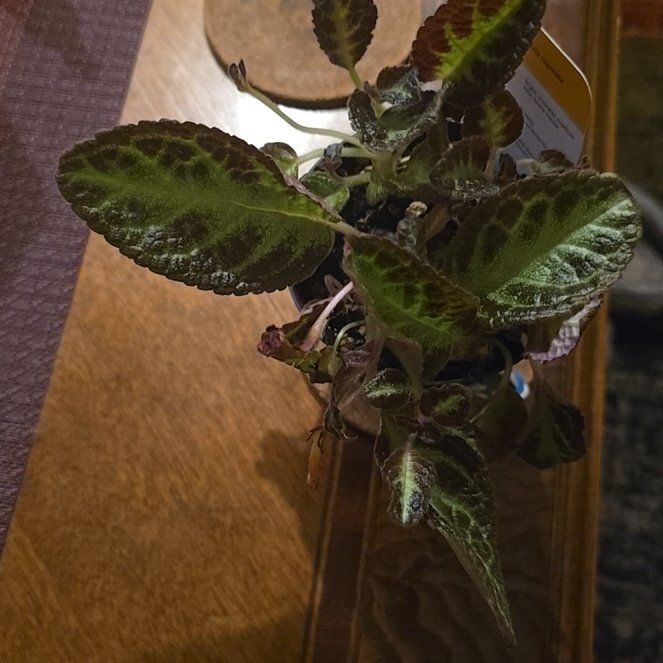 Photo of the plant species Flame Violet by @wolfqueen named Doudou on Greg, the plant care app