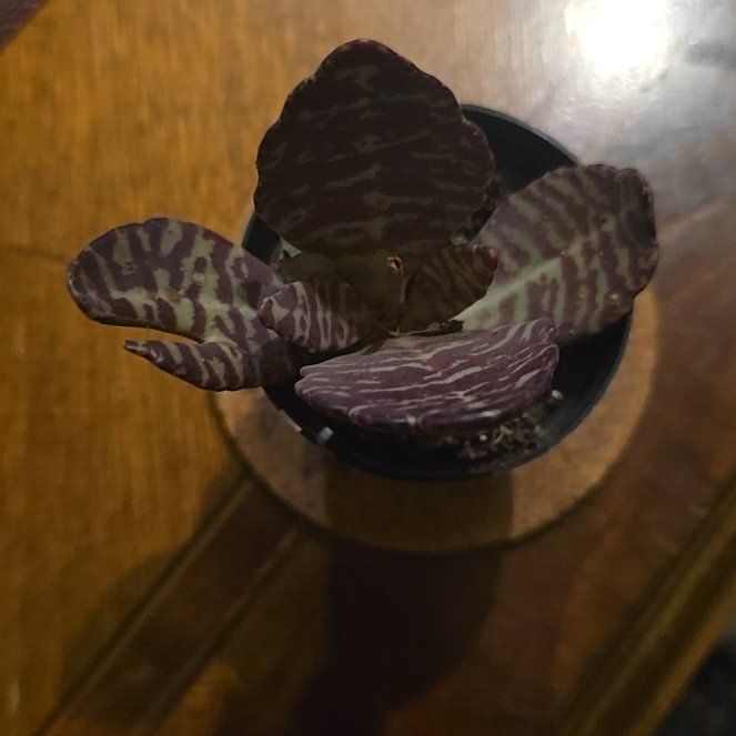 Photo of the plant species Kalanchoe 'Desert Surprise' by @wolfqueen named Olita on Greg, the plant care app