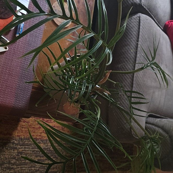 Photo of the plant species Philodendron tortum by @wolfqueen named Lebron on Greg, the plant care app