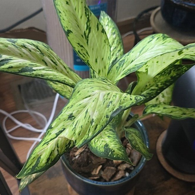 Photo of the plant species Star Bright by @wolfqueen named Girlfrond on Greg, the plant care app