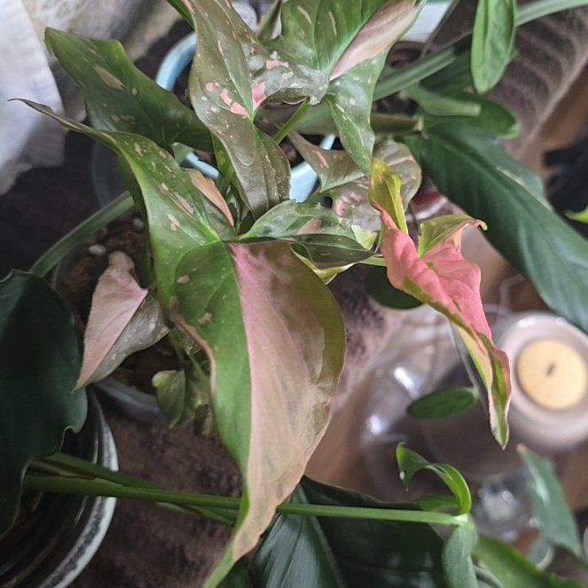Photo of the plant species Pink Splash Arrowhead Vine by @wolfqueen named Shayla on Greg, the plant care app