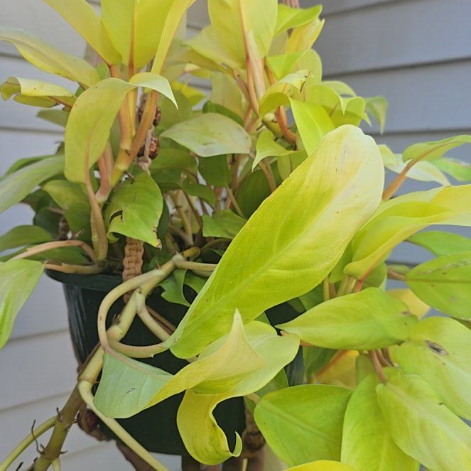 Photo of the plant species Philodendron 'Malay Gold' by @wolfqueen named Merengue on Greg, the plant care app