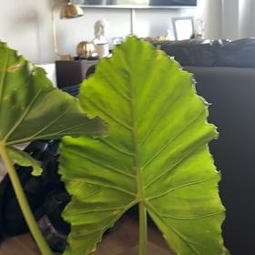 Photo of the plant species Elephant Ears by @jcarrera named Orlando Bloom on Greg, the plant care app