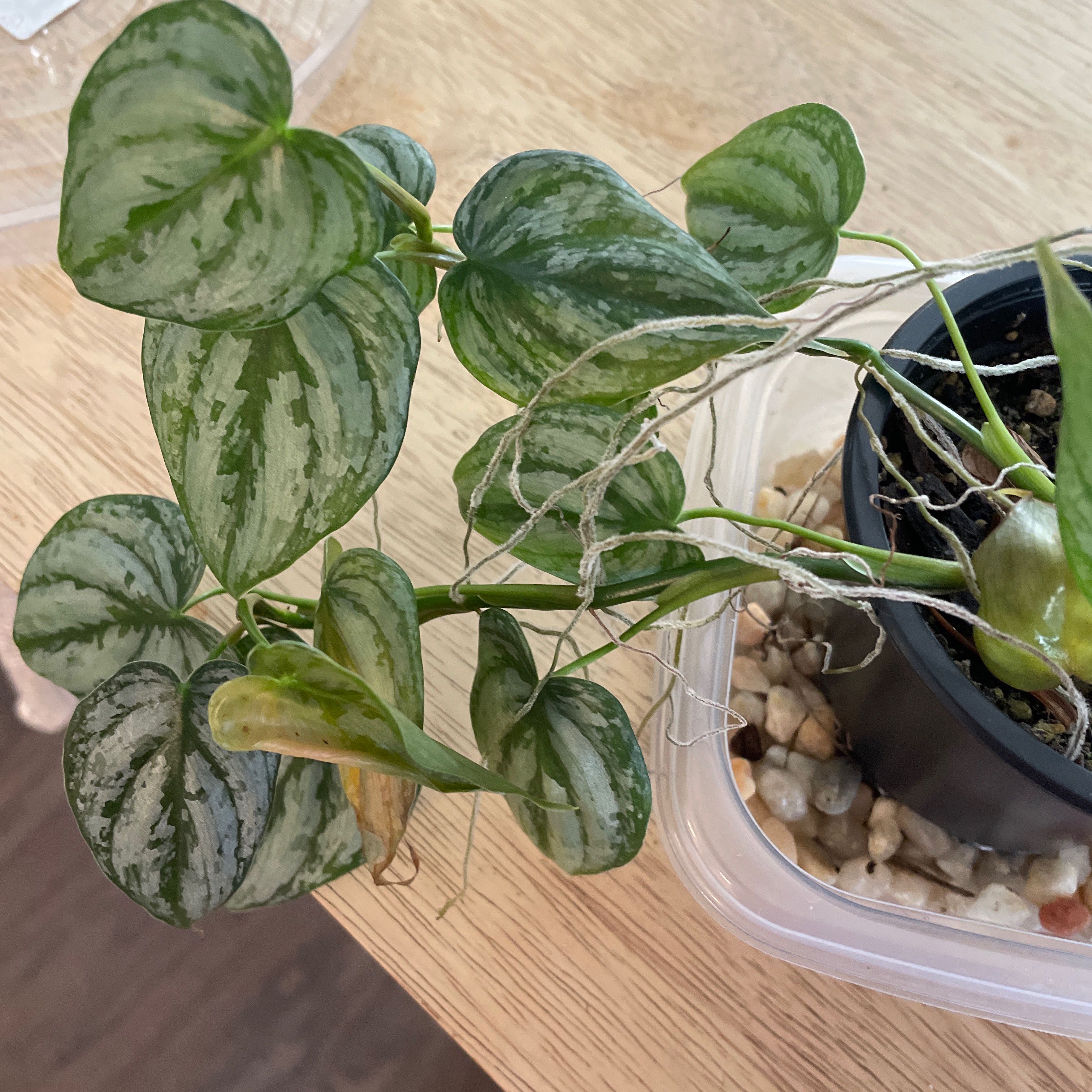 Photo of the plant species Pepperomia Maculosa by @NiceTaraire named Your plant on Greg, the plant care app