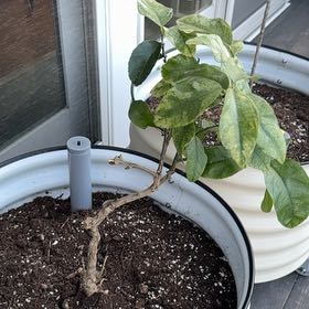 Photo of the plant species semi-dwarf lime tree by @NikCal named Eva on Greg, the plant care app