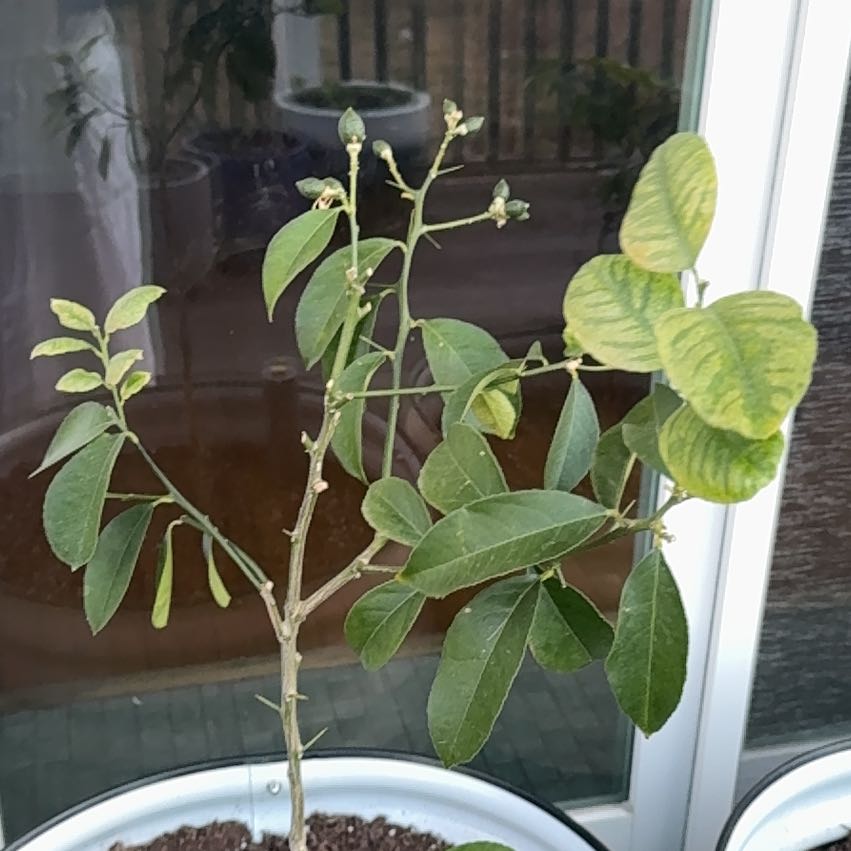 Photo of the plant species Dwarf Lemon Tree by @NikCal named Miley on Greg, the plant care app