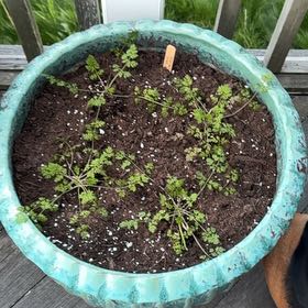 Photo of the plant species Orlaya kochii by @NikCal named Kobe on Greg, the plant care app
