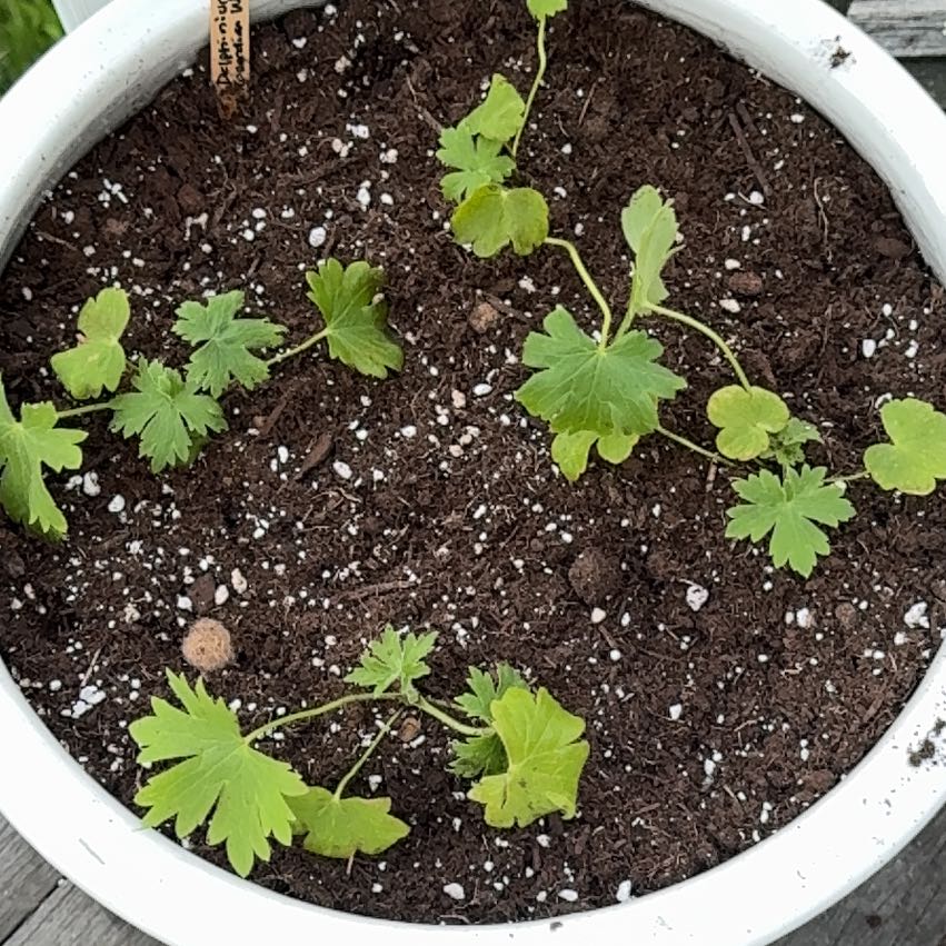 Photo of the plant species Delphinium 'Jo Jo' by @NikCal named Bodhi on Greg, the plant care app