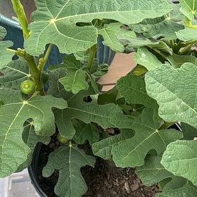 Photo of the plant species Brown Turkey Fig by @April named Figlet on Greg, the plant care app