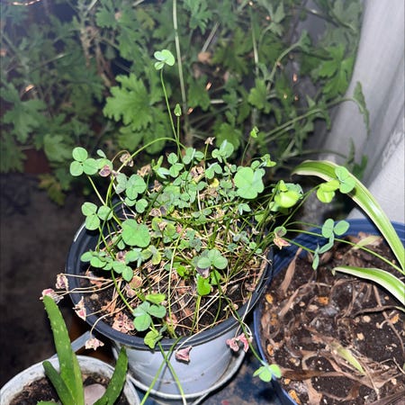 Photo of the plant species Black-Leaved Clover by @plantymcplant named Punky on Greg, the plant care app