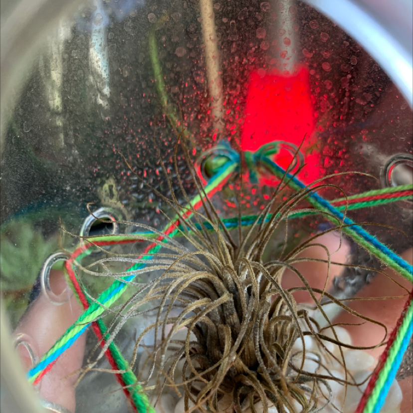 Sproutacus