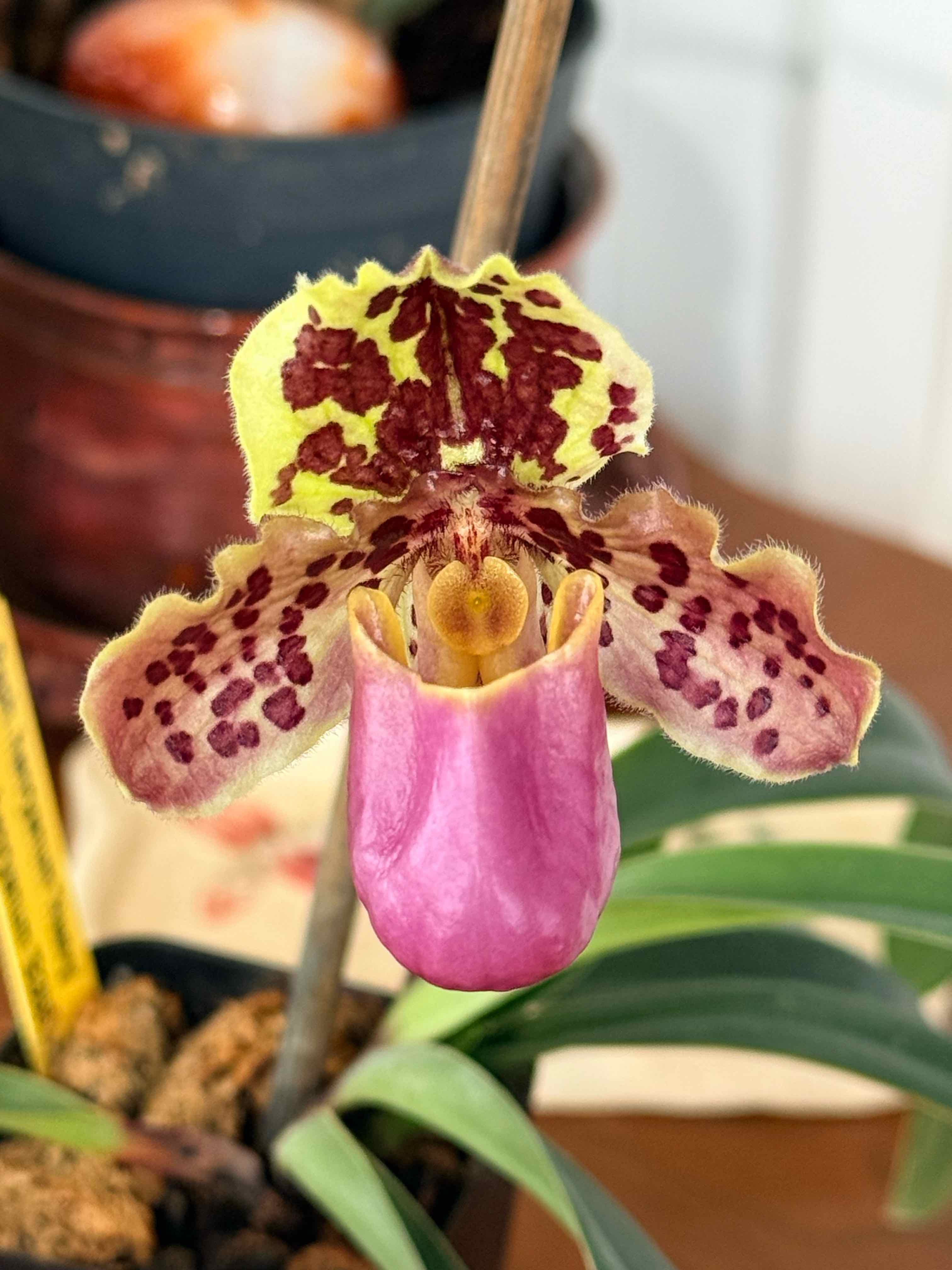 Photo of the plant species Henry's Paphiopedilum by @Mommy named Paphiopedilum Henryanum on Greg, the plant care app