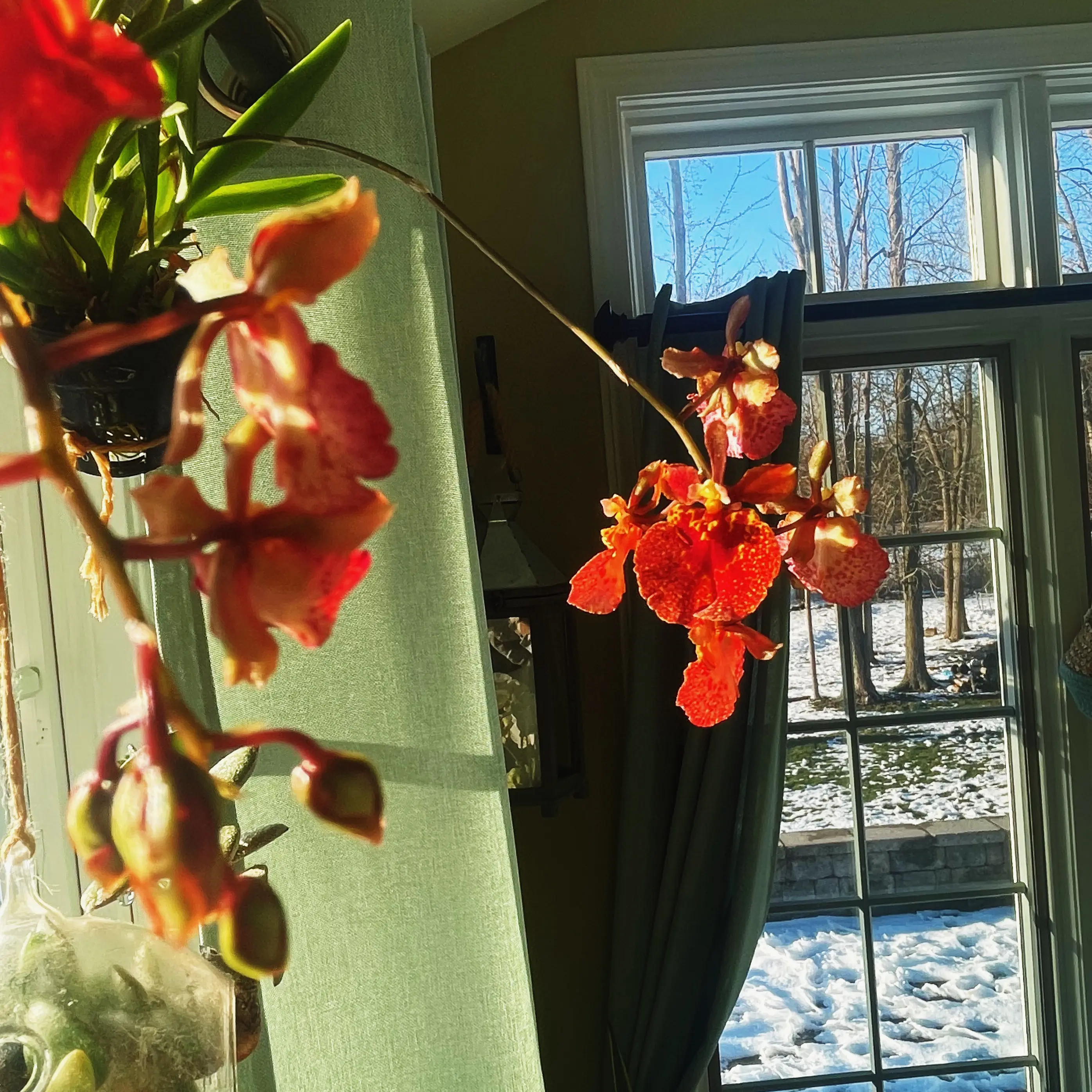 Photo of the plant species Tolumnia Orchid by @Mommy named Tolumnia Orchid on Greg, the plant care app