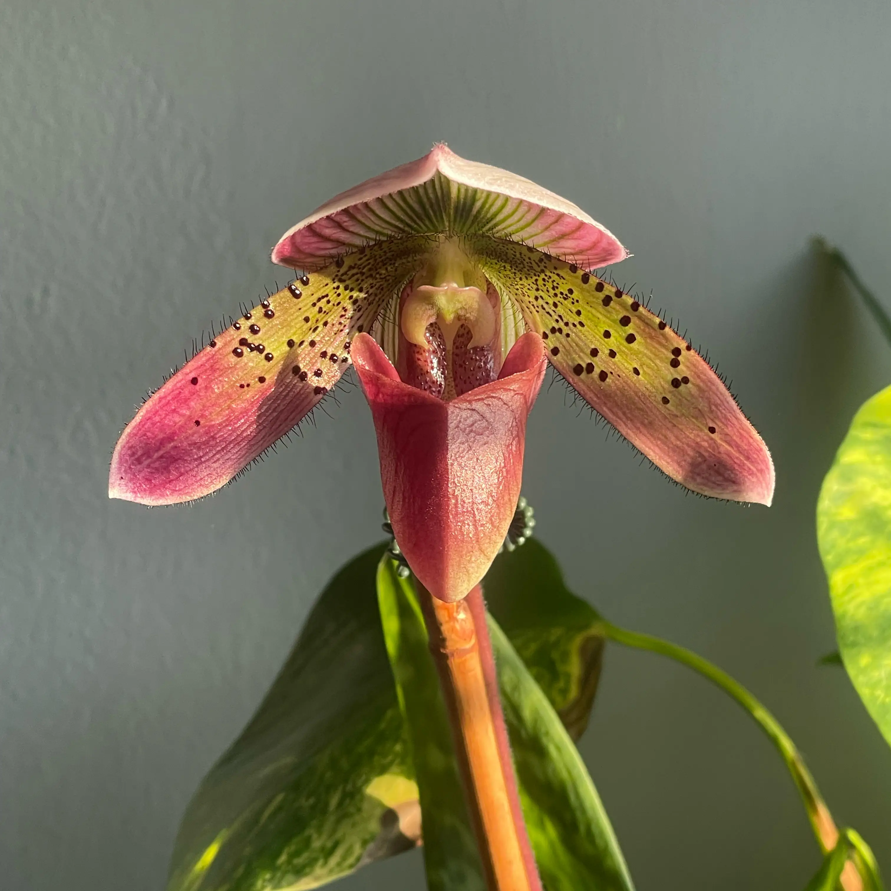 Photo of the plant species Venus Slipper by @Mommy named Mollie on Greg, the plant care app