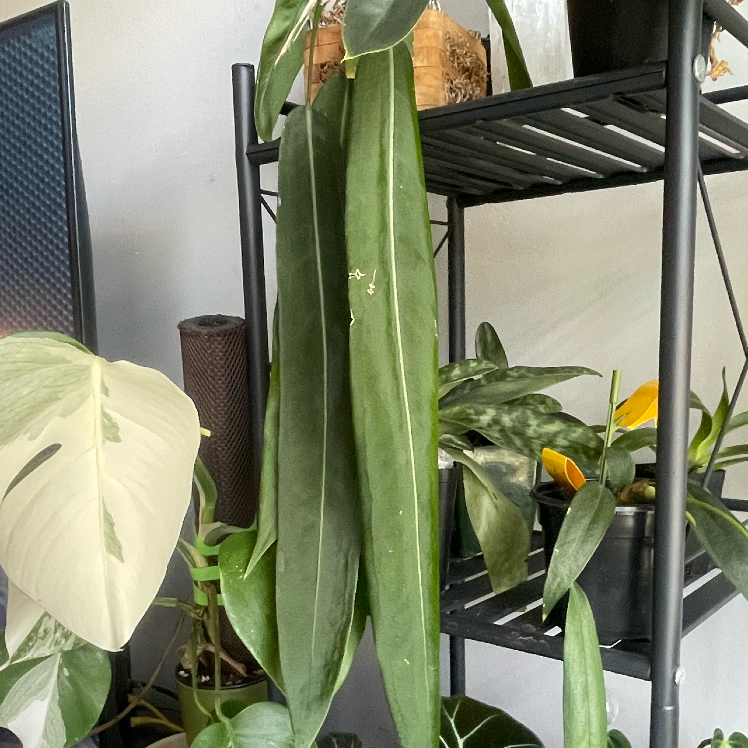 Anthurium Palliflorium