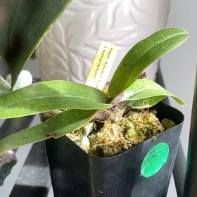 Photo of the plant species Paph. Spicero x Niveum by @Mommy named Paph. Spicero x Niveum on Greg, the plant care app