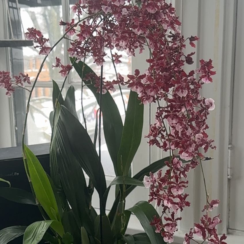 Photo of the plant species Chocolate Orchid by @Mommy named Chocolate Orchid on Greg, the plant care app
