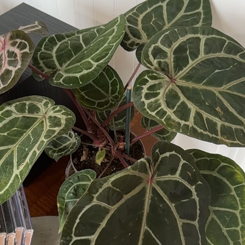 Photo of the plant species Anthurium crystallinum magnificum by @Mommy named Anthurium crystallinum magnificum on Greg, the plant care app
