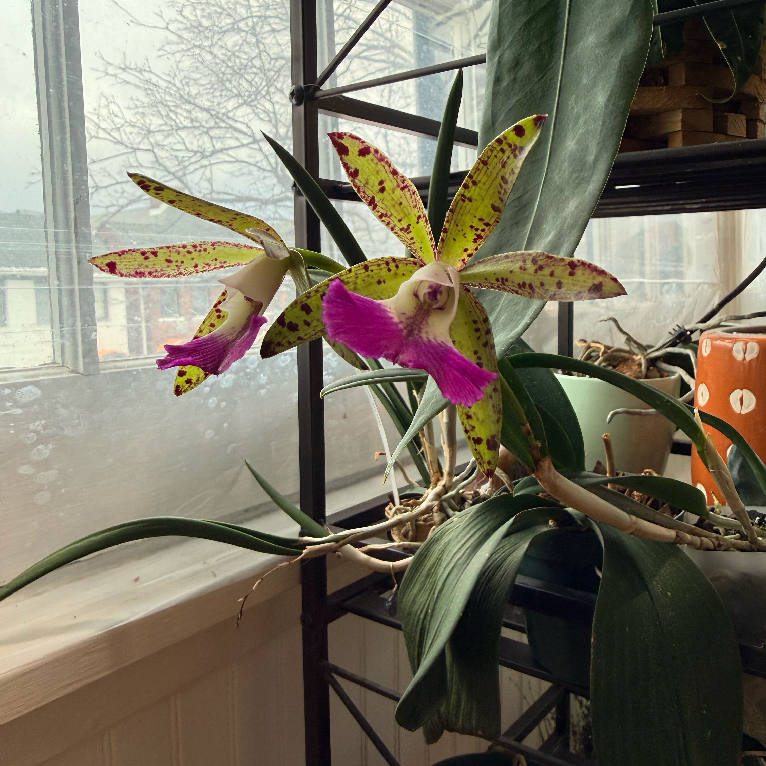 Photo of the plant species Brassocattleya by @Mommy named Tigrinodosa on Greg, the plant care app